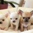 superbes-chiots-chihuahua-pure-race-poils-courts-taille-standard