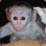 extraordinaires-jeunes-singes-capucins-pure-race