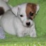 chiots-type-jack-russell-non-lof