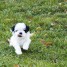 top-magnifiques-chiots-shih-tzu-lof