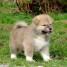 disponible-deux-chiots-type-akita-inu-non-loof