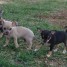 tres-beaux-chiots-chihuahua