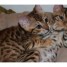 chatons-type-bengal-a-grosses-rosettes