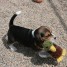 2-chiots-de-race-beagle-disponibles