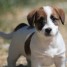 impeccable-chiots-type-jack-russell
