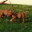 magnifiques-chiots-type-dogue-de-bordeaux