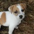 chiots-type-jack-russell-non-lof-rssell