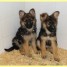 2-chiots-type-berger-allemand