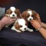 1-male-et-1-femelle-chiots-cavaliers-king-charles