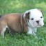 adorable-chiot-d-apparence-bulldog-anglais-male-et-femelle-disponible