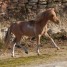 joli-cheval-miniature-amha