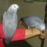 donne-couple-de-perroquets-gris-du-gabon