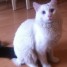 chat-blanc-10-mois