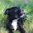2-chiots-type-stafforshire-bull-terrier
