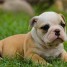 adorables-chiots-race-bouledogue-anglais