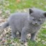 chatons-chartreux-a-donner