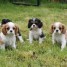 superbes-chiots-cavaliers-king-charles-lof