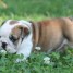 chiots-bulldog-anglais-inscrit-au-lof