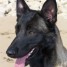 a-reserver-malinois-tres-charbonne