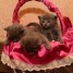 adorables-chatons-chartreux