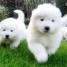 chiots-samoyedes