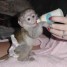 adorable-singe-femelle-de-type-capucin-a-donner