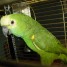 perroquet-amazone-a-front-bleu-contre-boins-soins