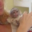 singes-capucins-belle-vue-de-son-adoption