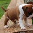 chiots-type-staffordshire-bull-terrier