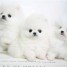 magnifique-chiots-pomeranien