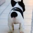 chiot-d-apparence-bouledogue-francais