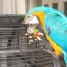 magnifique-perroquet-ara-bleu-et-jaune-eam