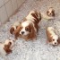 superbes-chiots-cavalier-king-charles