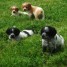 chiots-epagneuls-bretons