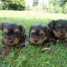 chiots-yorkshires