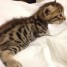 chatons-bengal-males-et-femelle-disponibles-loof