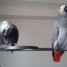 magnifique-couple-de-perroquet-gris-du-gabon