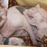 a-adopter-2-chaton-sphynx-non-inscrit-au-loof