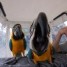 magnifique-couple-perroquet-ara-ararauna