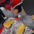 adorables-couple-perroquet-gris-du-gabon