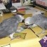 perroquet-couple-gris-du-gabon