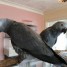 perroquet-gris-du-gabon-un-maleet-une-femelle