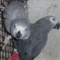 perroquets-gris-du-gabon-apprivoises