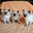 adorables-chatons-sacres-de-bimanie