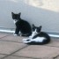 deux-chatons-perle-and-stella-cherchent-une-maison