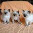 3-chatons-de-race-sacre-de-birmanie