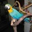 magnifique-perroquet-ara