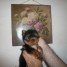 yorkshire-terrier-femelle-a-donner-contre-bon-soin