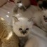 2-magnifique-chatons-sacre-de-birmanie-pour-votre-famille