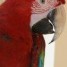 magnifique-perroquet-ara-chloroptere